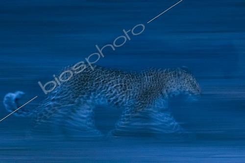 Biosphoto | 2490270 | A leopard, Panthera pardus, running in the darkness of night. Khwai Concession Area, Okavango, Botswana. | &copy; Sergio Pitamitz / Biosphoto