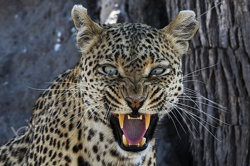 Biosphoto | 2493063 | A leopard (Panthera pardus) snarling and looking at the camera, Khwai Concession, Okavango Delta, Botswana. I spent a lot of time with this green eyed leopard, always keeping my distance so as not to disturb him, until he gave me this warning. I therefore gave up following him. It’s important to know their behavior and respect them. | &copy; Sergio Pitamitz / Biosphoto