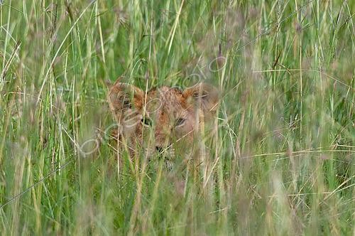 Biosphoto | 2489899 | A lion cub, Panthera leo, hiding in tall grass. Masai Mara National Reserve, Kenya. | &copy; Sergio Pitamitz / Biosphoto