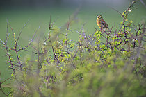 Biosphoto | 2621518 | A male cirl bunting (Emberiza cirlus) in a blackthorn bush in northern Cotentin, singing during courtship. Normandy, France | &copy; Christophe Perelle / Biosphoto