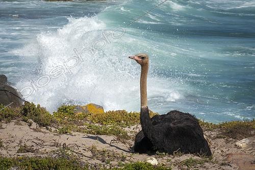 Biosphoto | 2612068 | A male common ostriches (Struthio camelus), incubating eggs on a nest set against an ocean backdrop at Cape Point in Table Mountain National Park, Cape Town, Western Cape, South Africa. | &copy; Roger de La Harpe / Biosphoto