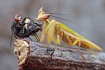 Biosphoto | 2392604 | A male flower mantis (Creobroter sp.) eating the female flesh fly (Sarcophaga sp) while the male continue mating. | &copy; Husni Che Ngah / Biosphoto