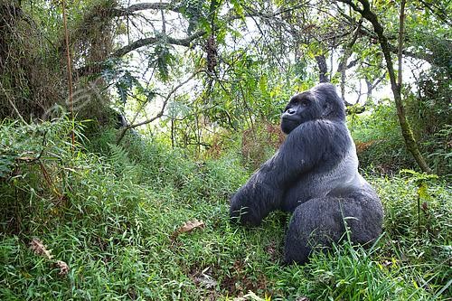 Biosphoto | 2581503 | A mountain gorilla (Gorilla beringei beringei) named 'Marc' is the leading silverback of a small group in the Mgahinga National Park, Uganda | &copy; Daniel Zuppinger / Biosphoto