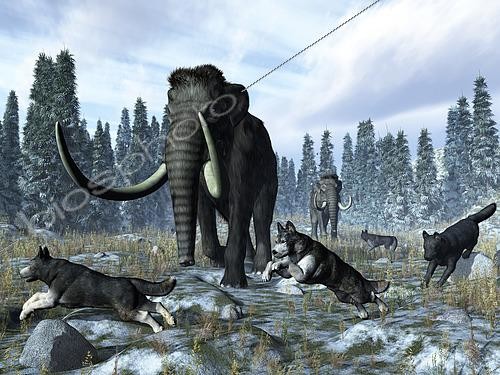 Biosphoto | 2479060 | A pack of dire wolves crosses paths with two mammoths 150 thousand years ago during the Upper (Tarantian) Pleistocene Epoch in North America. A late fall dusting of snow heralds the coming winter. This was a period of glaciation known in North America as the Illinoian Stage when the Laurentide ice sheet covered much of the continent to a depth of 2 miles. . . The extinct Dire Wolf was closely related to the modern Gray Wolf, though is not the direct ancestor of known wolf today. The Dire Wolf was larger and stockier than the Gray Wolf with proportionally shorter legs. Mammoths were close relatives of modern elephants and approximately the same size, though Asian mammoths were somewhat larger than their American cousins. Mammoths had massive tusks. Both mammoths and dire wolves disappeared from the North American continent about ten thousand years ago. | &copy; Walter Myers / Stocktrek Images / Biosphoto