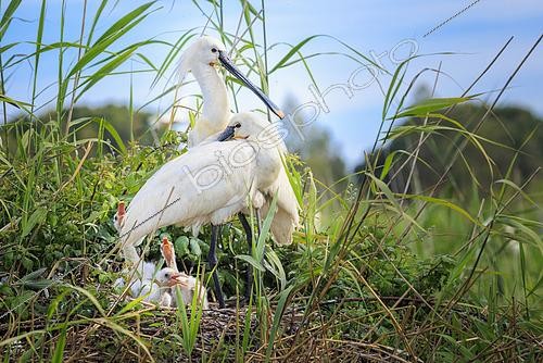 Biosphoto | 2610422 | A pair of Eurasian spoonbills (Platalea leucorodia) on their nest with their young, in a marsh of the Sado River estuary national reserve, Portugal. | © Alain Roux / Biosphoto