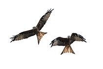 Biosphoto | 2609366 | A pair Red kite (Milvus milvus) in flight searching for prey, Corsica, France | &copy; Tonči Maletic / Biosphoto