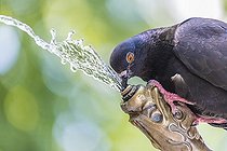 Biosphoto | 2442397 | A pigeon drinking water at a fountain, Zürich, Switzerland, Europe | &copy; bildbaendiger / imageBROKER / Biosphoto