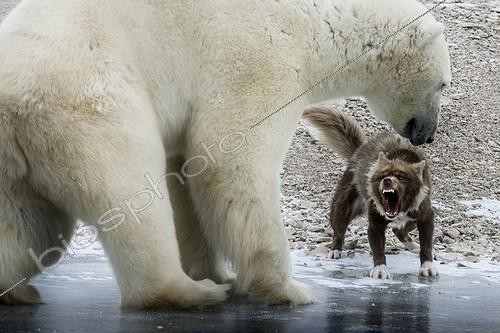 Biosphoto | 2050813 | A polar bear is approaching a sled dog | &copy; Alberto Ghizzi Panizza / Biosphoto