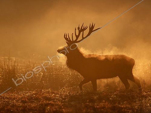 Biosphoto | 2412501 | A Red Deer (Cervus elaphus) stag emerges from a wallow pit in the early morning sun in the Peak District National Park, UK. | &copy; Tesni Ward / Biosphoto