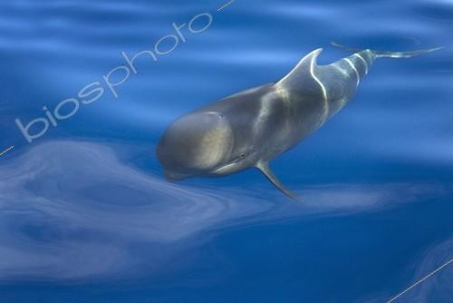 Biosphoto | 1250901 | A Short-finned Pilot Whale surfacing in a silky sea Canary | &copy; Christopher Swann / Biosphoto