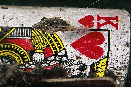 Biosphoto | 2118781 | A small filefish takes shelter from predators, of a poker card. Lembeh Indonesia | &copy; Pasquale Vassallo / Biosphoto