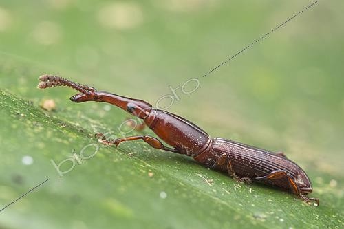 Biosphoto | 2435958 | A Straight snouted weevil resting on a leaf (Malaysia) | &copy; Melvyn Yeo / Biosphoto