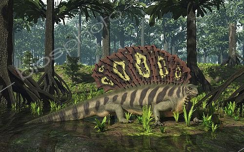 Biosphoto | 2479079 | A ten-foot-long, 600 pound synapsid of the genus Edaphosaurus forages in a brackish mangrove-like swamp of gymnosperms of the genus Cordaites 300 million years ago in what is today Western Europe.  . Like its better-known synapsid cousin Dimetrodon, Edaphosaurus had a large sail on its back supported by elongated neural spines, however unlike Dimetrodon, these spines include numerous short cross bars; while the sail may have served the purpose of both helping to regulate body temperature and as sexual display, the purpose of the cross bars is unknown. Jaw and teeth structure suggests that Edaphosaurus probably dined on both plants and small invertebrates, such as mollusks.  . Tree-like Cordaites, now extinct, grew on wet ground similar to the Everglades in Florida, numerous fossils of which are now found associated with coal deposits. Also in this image are several examples of extinct seed fern of the genus Neuropteris as well as smaller examples of generic fern that may have been present during the period.  . Other fauna include two examples of the large dragonfly-like Meganeura, a centipede, and in the foreground a juvenile prehistoric shark of the genus Xenacanthus, its distinctive spine projecting from the back of its head and out of the water. | &copy; Walter Myers / Stocktrek Images / Biosphoto