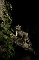 Biosphoto | 2148355 | A wild Genet (Genetta genetta), looking for asleep birds in the trees. Huesca, Spain | &copy; Jorge Ruiz del Olmo / Biosphoto