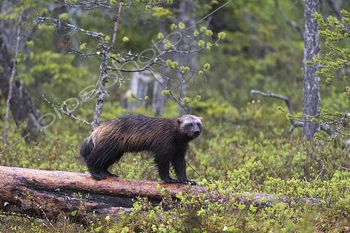 Biosphoto | 2493002 | A wolverine, Gulo gulo, standing on a dead log. Kuhmo, Oulu, Finland. | &copy; Sergio Pitamitz / Biosphoto