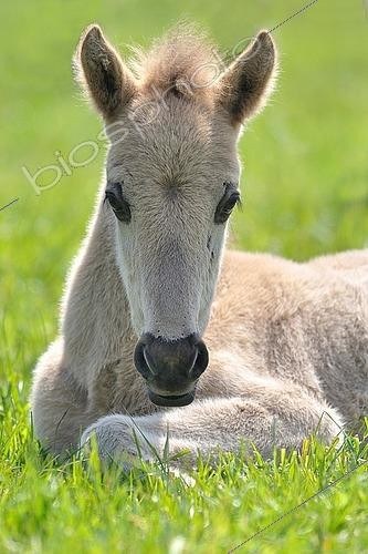 Biosphoto | 2495248 | A young dun Dülmen foal rests relaxed in the grass, Wildbahn Merfelder Bruch, Dülmen wild horses, Dülmen, Münsterland, North Rhine-Westphalia, Germany, Faces, Europe | &copy; Dieter Schinner / imageBROKER / Biosphoto