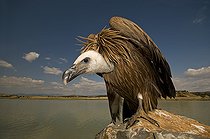 Biosphoto | 2148334 | A young Grifon Vulture (Gyps fulvus) feeding on a carcasse, Hoya de Huesca, Spain | &copy; Jorge Ruiz del Olmo / Biosphoto