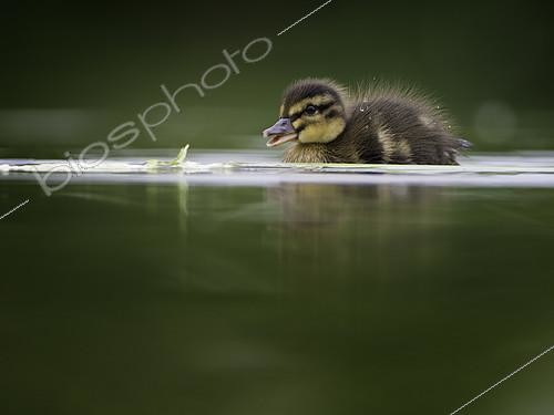 Biosphoto | 2397296 | A young Mallard duckling follow closely behind mum in the Peak District National Park, UK. | &copy; Tesni Ward / Biosphoto