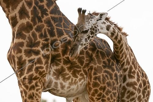 Biosphoto | 2489880 | A young Masai giraffe, Giraffa camelopardalis, with its mother. Masai Mara National Reserve, Kenya. | &copy; Sergio Pitamitz / Biosphoto