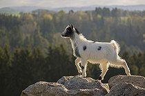 Biosphoto | 2598093 | A young Pygmy goat, Capra hircus, stands on a rock. A forest is in the distant background | &copy; photoholic / imageBROKER / Biosphoto