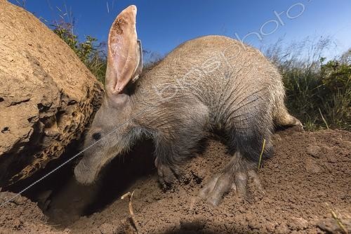 Biosphoto | 2009100 | Aardvark looking for ants and termites under a rock -Namibia | &copy; Martin Harvey / Biosphoto