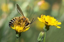 Biosphoto | 2445665 | Abeille à culottes(Dasypoda hirtipes) mâle sur Crépide (Crepis sp), abeilles solitaires, Parc naturel régional des Vosges du Nord, France | &copy; Michel Rauch / Biosphoto