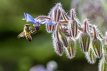 Biosphoto | 2559671 | Abeille à miel (Apis mellifera) butinant une fleur de Bourrache officinale (Borago officinalis), Bouches-du-Rhône, France | &copy; Marie Aymerez / Biosphoto