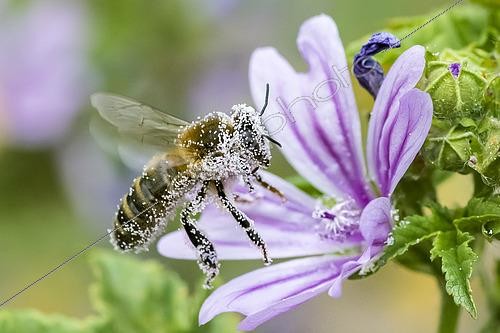 Biosphoto | 2553172 | Abeille à miel (Apis mellifera) couverte de pollen, pollinisateur sur Mauve (Malva sp), Pagny-sur-meuse, Lorraine, France | &copy; Stéphane Vitzthum / Biosphoto