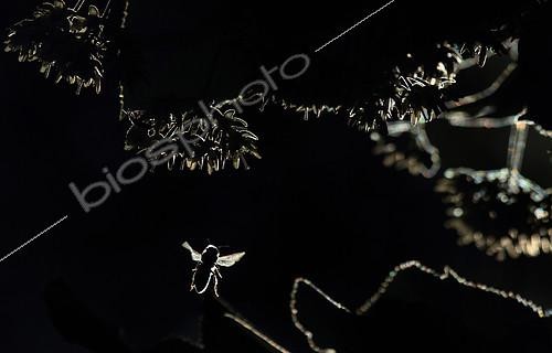 Biosphoto | 2081583 | Abeille à miel (apis mellifera) parmi les branches de Tilleul en fleurs en contre-jour | &copy; Zoltan Ritzel / Biosphoto