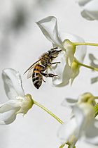 Biosphoto | 2621485 | Abeille à miel (Apis mellifera) prélevant du nectar sur une fleur de Glycine blanche, Bouches-du-Rhône, France | &copy; Marie Aymerez / Biosphoto