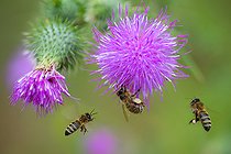 Biosphoto | 2453732 | Abeille à miel, (Apis mellifera) sur Cirse de marais (Cirsium palustre), Parc naturel régional des Vosges du Nord, France | &copy; Michel Rauch / Biosphoto