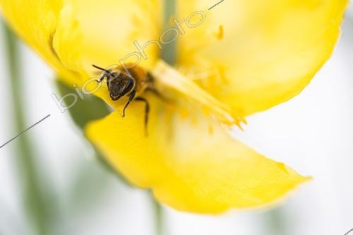 Biosphoto | 2498126 | Abeille à miel (Apis mellifera) sur une Glaucie jaune (Glaucium flavum) | &copy; David Tatin / Biosphoto