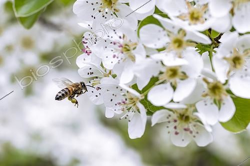 Biosphoto | 2599441 | Abeille à miel (Apis mellifera) visitant des fleurs de Poirier (Pyrus communis), Bouches-du-Rhône, France | &copy; Marie Aymerez / Biosphoto