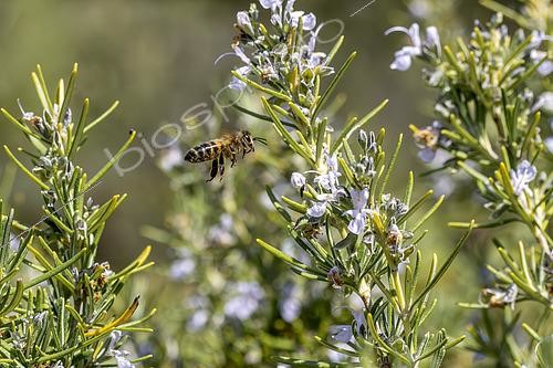 Biosphoto | 2557723 | Abeille à miel (Apis mellifera) visitant un Romarin (Rosmarinus officinalis) en fleur, Bouches-du-Rhône, France | &copy; Marie Aymerez / Biosphoto