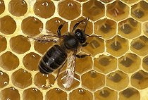 Biosphoto | 1971 | Abeille à miel sur alvéoles | &copy; Claude Jardel / Biosphoto
