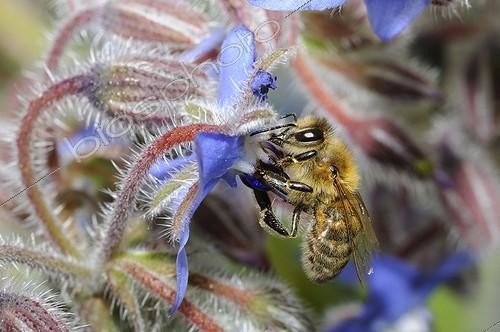 Biosphoto | 2012025 | Abeille à miel sur fleur de Bourrache - Vosges du Nord | &copy; Michel Rauch / Biosphoto