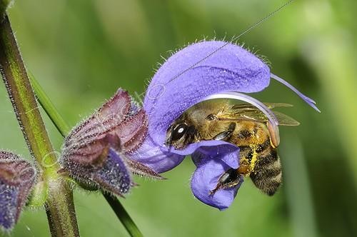 Biosphoto | 2011389 | Abeille à miel sur fleur de Sauge des près - Vosges du Nord | &copy; Michel Rauch / Biosphoto