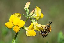 Biosphoto | 2453742 | Abeille bâtarde (Trachusa byssina) femelle sur lotier (Lotus corniculatus) Parc naturel régional des Vosges du Nord classé Réserve mondiale de Biosphère par l'UNESCO | &copy; Michel Rauch / Biosphoto