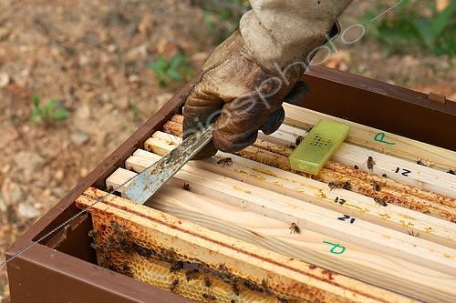 Biosphoto | 2557576 | Abeille Buckfast, Mise en place d'une reine vierge avec des ouvrières et de la nourriture en vue de l'adoption dans la ruche, Région Centre, France | &copy; Fabrice Simon / Biosphoto