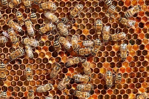Biosphoto | 2557567 | Abeille Buckfast, Ouvrières au travail, Région Centre, France | &copy; Fabrice Simon / Biosphoto