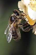 Biosphoto | 164457 | Abeille butinant un Néflier en automne Vaucluse France | &copy; Pierre Huguet-Dubief / Biosphoto