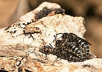 Biosphoto | 2456400 | Abeille coucou (Aglaoapis tridentata) accouplement (2 mâles et une femelle), Parc naturel régional des Vosges du Nord, France | &copy; Michel Rauch / Biosphoto