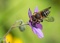 Biosphoto | 2445634 | Abeille coucou (Coelioxys elongata) mâle sur Géranium (Geranium pyrenaicum) Parc naturel régional des Vosges du Nord, France | &copy; Michel Rauch / Biosphoto