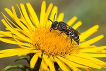Biosphoto | 2445633 | Abeille coucou (Dioxys tridentata) sur Inule (Inula salicina), Parc naturel régional des Vosges du Nord, France | &copy; Michel Rauch / Biosphoto
