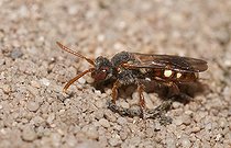 Biosphoto | 2166798 | Abeille coucou (Nomada alboguttata) parasite une andrène des sables (Andrena barbilabris) cherchant sa galerie de ponte enfuie dans le sable, Parc naturel régional des Vosges du Nord, France | &copy; Michel Rauch / Biosphoto