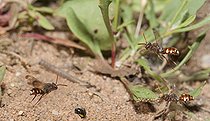 Biosphoto | 2166799 | Abeille coucou (Nomada alboguttata) parasite une Andrène des sables (Andrena barbilabris) cherchant leur galerie de ponte enfuie dans le sable, Parc naturel régional des Vosges du Nord, France | &copy; Michel Rauch / Biosphoto
