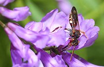 Biosphoto | 2074252 | Abeille coucou (Nomada alboguttata) sur Vesce à épis (Vicia cracca), abeilles parasites, Parc naturel régional des Vosges du Nord, France | &copy; Michel Rauch / Biosphoto