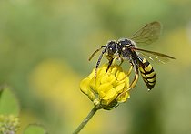 Biosphoto | 2089556 | Abeille coucou (Nomada goodeniana) sur trèfle, Parc naturel régional des Vosges du Nord, France | &copy; Michel Rauch / Biosphoto