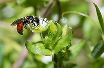 Biosphoto | 2444096 | Abeille coucou (Sphecodes geofrellus) femelle sur fleur, abeilles solitaires, Parc naturel régional des Vosges du Nord, France | &copy; Michel Rauch / Biosphoto