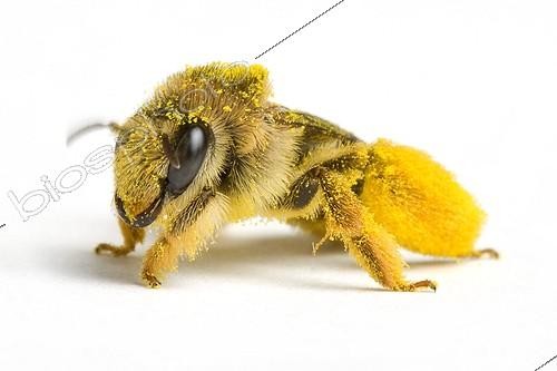 Biosphoto | 1139041 | Abeille couverte de pollen sur fond blanc | &copy; Michel Gunther / Biosphoto